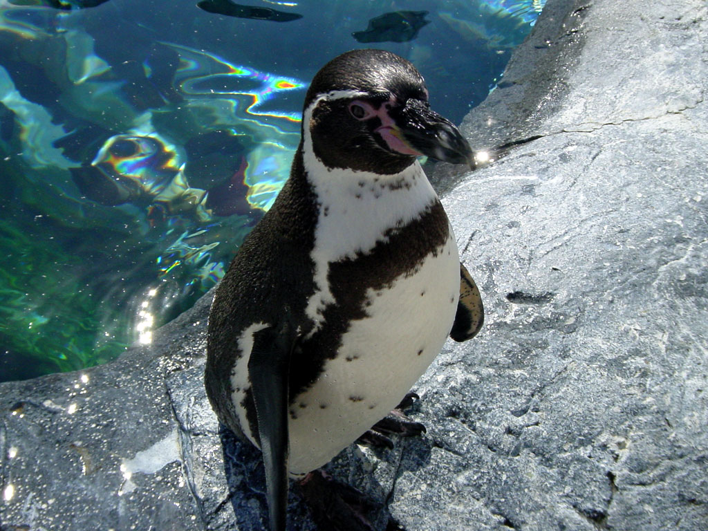 フンボルトペンギン（旭山動物園）