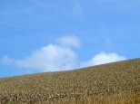 麦の丘