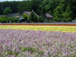 ファーム富田の花人の畑