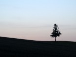 夕日の木