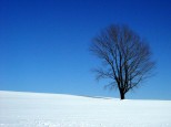 哲学の木　冬