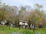 芦別・旭ヶ丘公園の桜
