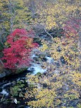 滝見橋の紅葉